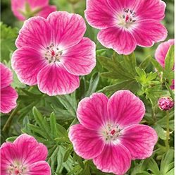 Герань кроваво-красная 'Эльке' / Geranium sanguineum 'Elke'